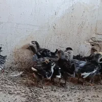 جوجه گلین لری