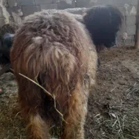 شیشک بره دار