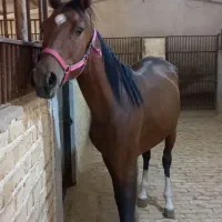 مادیان کره سالار۲ آبستن