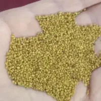 بذر یونجه قره یونجه رینجر امریکایی پایه بلند