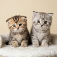گربه اسکاتیس سیلور و بلک گلد