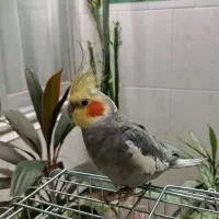 گمشده