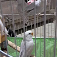 طوطی  برزیلی