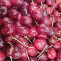 گیلاس
