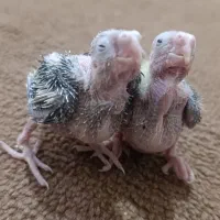 جوجه عروس سرلاکی آهویی
