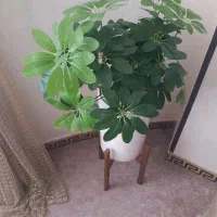 باسلام گل مصنوعی چتری تمیز خوشگل