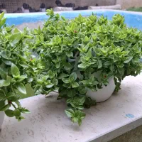 گل ناز ژاپنی  برای حیاط و داخل منزل یا دفتر