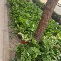 یک همکار  تزیین کار در گلخانه نیازمندیم