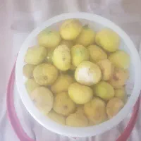 انجیر