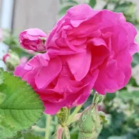 گل محمدی تازه و خشک