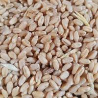 گندم آبی بالای چهل تن