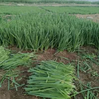 سبزی قرمه،اش ، کوکو
