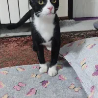 واگذاری رایگان گربه