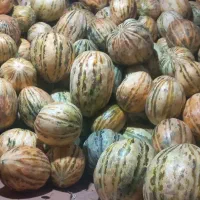 فروش طالبی دک