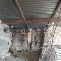 کبوتر