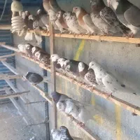کبوتر‌پرشی‌‌تیر‌ماهی