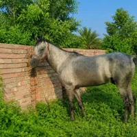 اسب|اسب و تجهیزات اسبسواری|بلوک, |دیوار