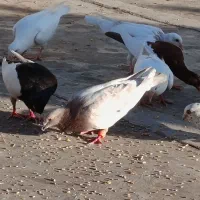 عالی