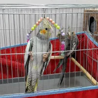 یک جفت جوجه عروس هلندی