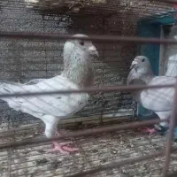 کفتر یا کبوتر سار سار هفت رنگ