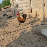 خروس های نژاد قدیم روستایی
