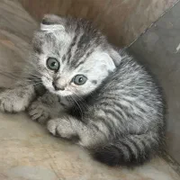 گربه|گربه|مشهد, شاهد (شهرک غرب)|دیوار
