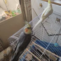 عروس هلندی