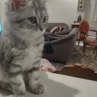 گربه اسکاتیس ماده اصیل یکساله