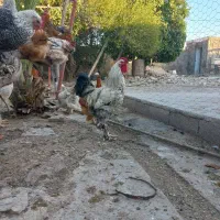 خروس نژادی  . جوجه بوقلمون . جوجه قوغاز. مرغ