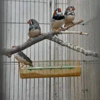 فنچ|پرنده|مشهد, ادیب نیشابوری (شهرک غرب)|دیوار