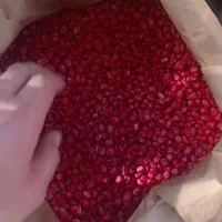 بذر ذرت۷۰۳و۷۰۴و آمریکایی تضمینی باتناژ بالا
