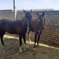 اسب مادیان نریان کره