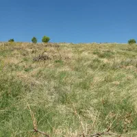 زمین-دیم