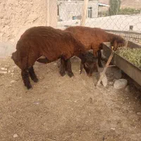 بره نر همو