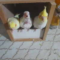 جوجه عروس هلندی