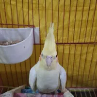 عروس هلندی ماده