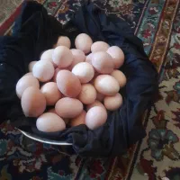 تخم مرغ اصیل لاری دانگ بالا