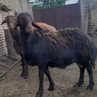 بره ماده همو و هترو