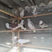 کفتر عتیقه