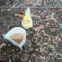 اجفت عروس هلند
