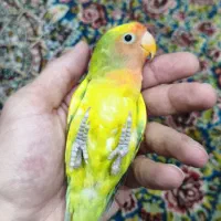 طوطی برزیلی ۳ماهه