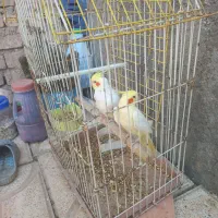 یه جفت عروس هلندی سخنگو