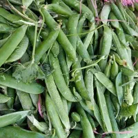 نخود فرنگی درجه یک