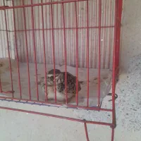 قازلاق  آبادیس
