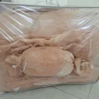 روتختی