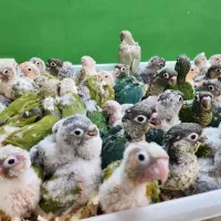 جوجه های(سرلاکی)(طوطی)گرینچیک با تست جنسیت