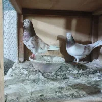 نر و ماده همه چی تمام