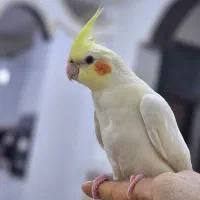 عروس هلندی کاملا دستی
