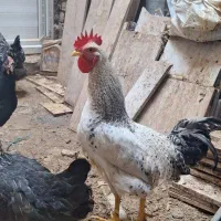 مرغ و خروس