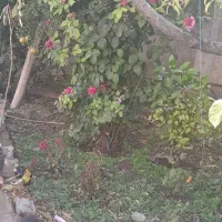 منزل فروشی